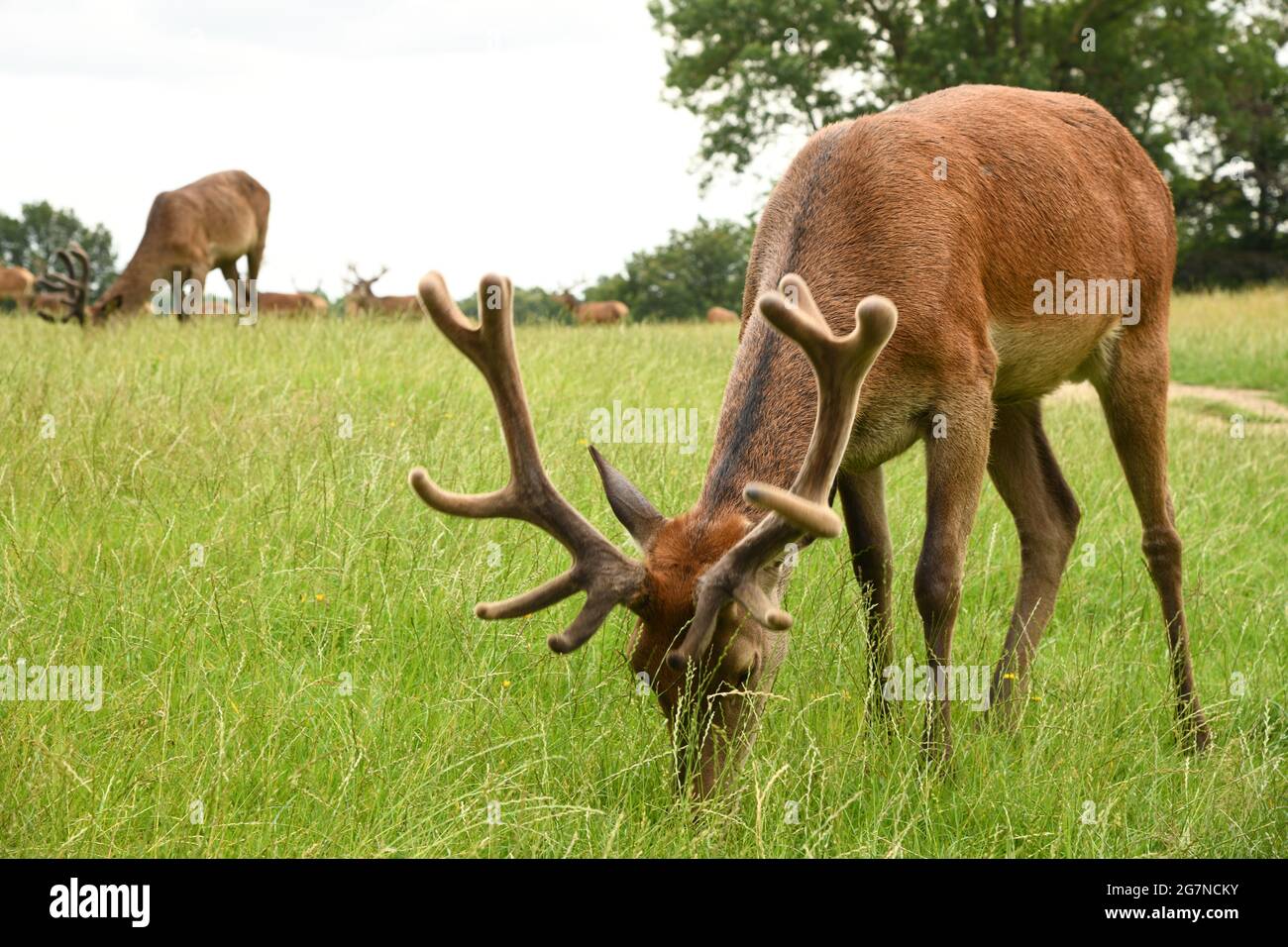 Hirsche grasen im Richmond Park, Großbritannien Stockfoto