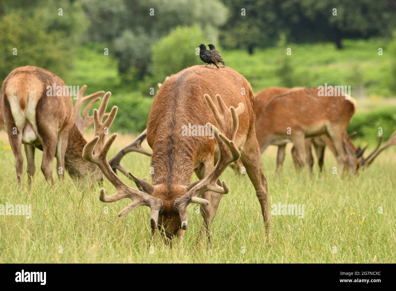 Hirsche grasen im Richmond Park, Großbritannien Stockfoto