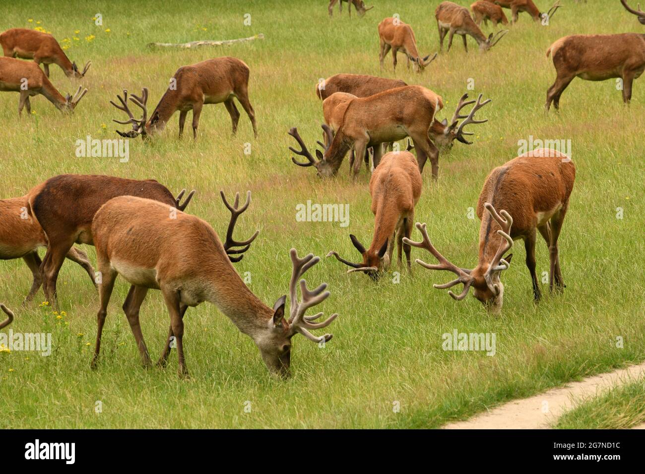 Hirsche grasen im Richmond Park, Großbritannien Stockfoto