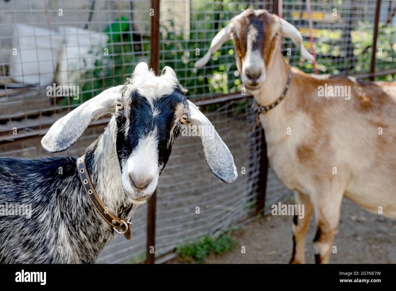 Zwei nubische Ziegen mit Halsbändern schauen interessiert auf die Kamera. Schärfentiefe. Konzentrieren Sie sich auf eine der Ziegen. Stockfoto