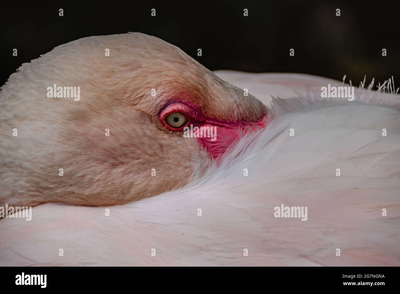 Flamingo Kopf und Hals Detail.Pink Flamingo Feder und Augenmuster.Ruhen größere Flamingo, Phoenicopterus roseus, close up.Exotic Vogel im ZOO. Stockfoto