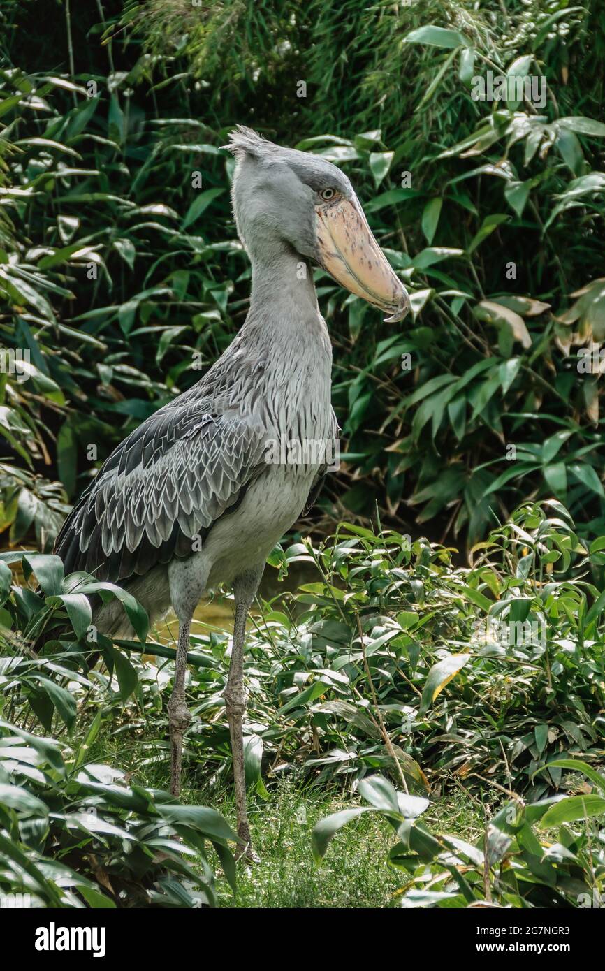 Schuhschnabel, Balaeniceps rex, auch bekannt als Walkopf, ist ein großer großer großer Vogel und lebt im tropischen Ostafrika. Er hat einen riesigen, bolligen Schnabel und einen blaugrauen Feath Stockfoto