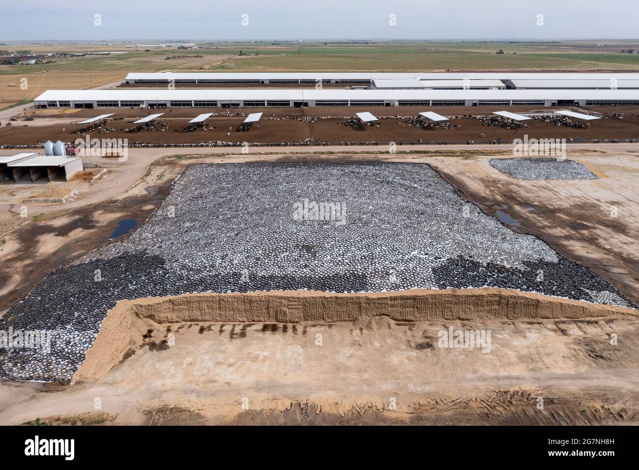 Roggen, Colorado - Futter für Milchvieh auf der Lost Creek Dairy Farm. Der Hof melkt 5700 Holsteins. Es ist eine von mehreren großen Milchviehbetrieben im Besitz b Stockfoto