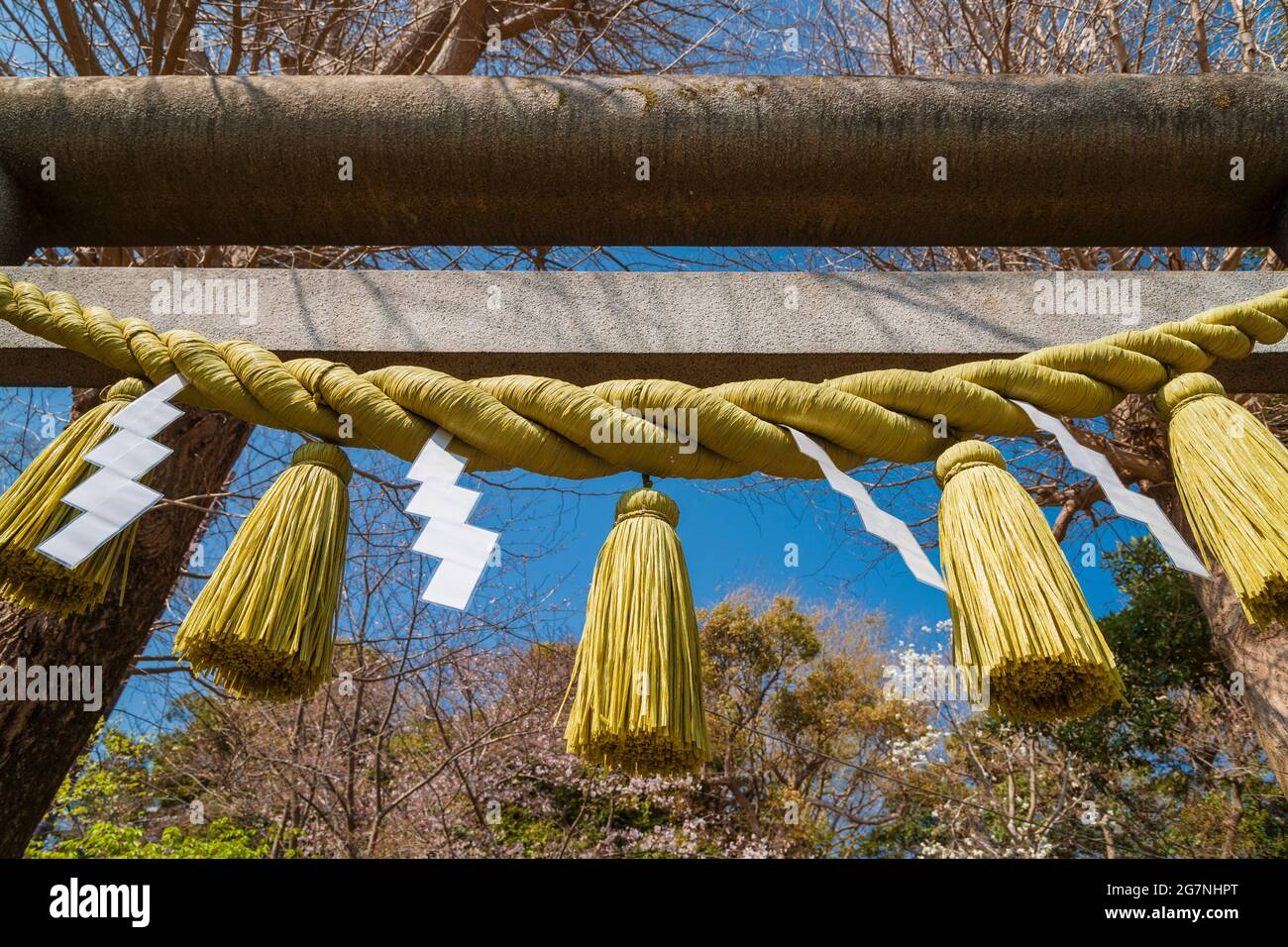 Spiritualität in Japan. Yellow Shimenawa, ein trockenes Hanfseil, das in heiligen Shinto-Gebieten verwendet wird Stockfoto