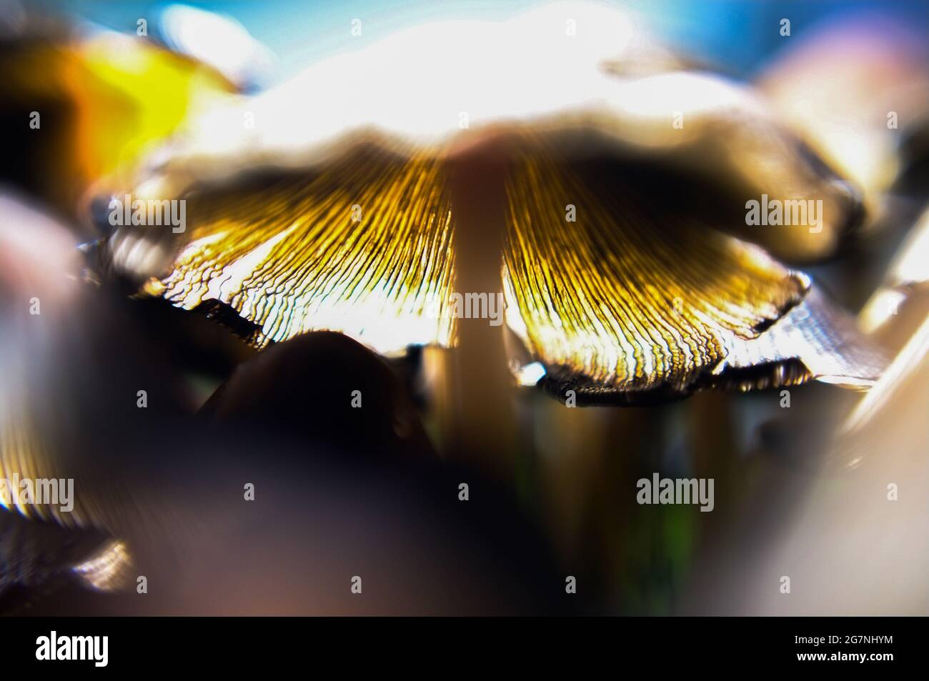 Blick auf die Musrooms aus der unteren Perspektive Stockfoto