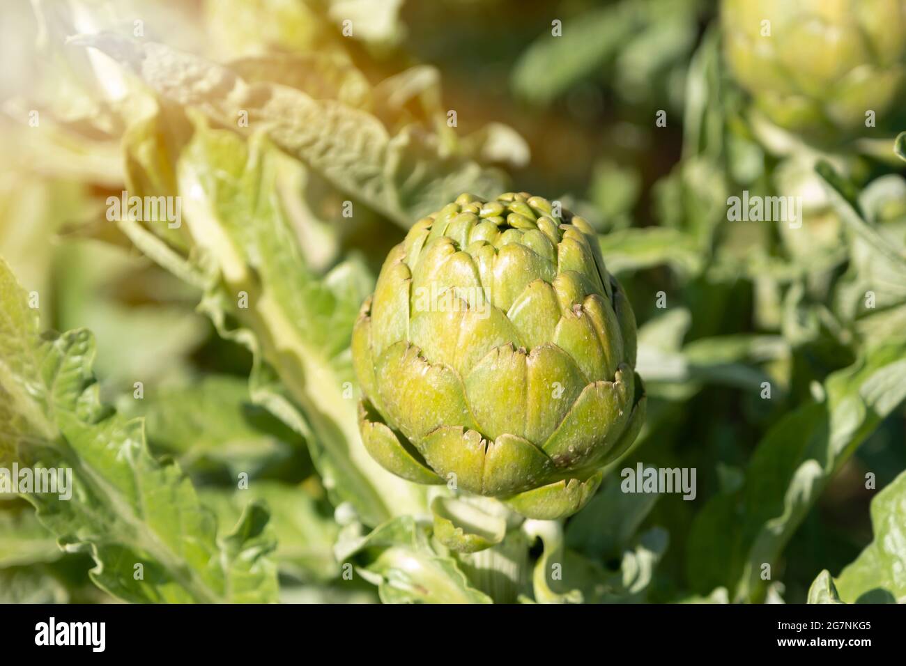 Eine Nahaufnahme der reifen Artischocke (Cynaro cardunculus ) in einem Artischockenfeld. Frühling Stockfoto