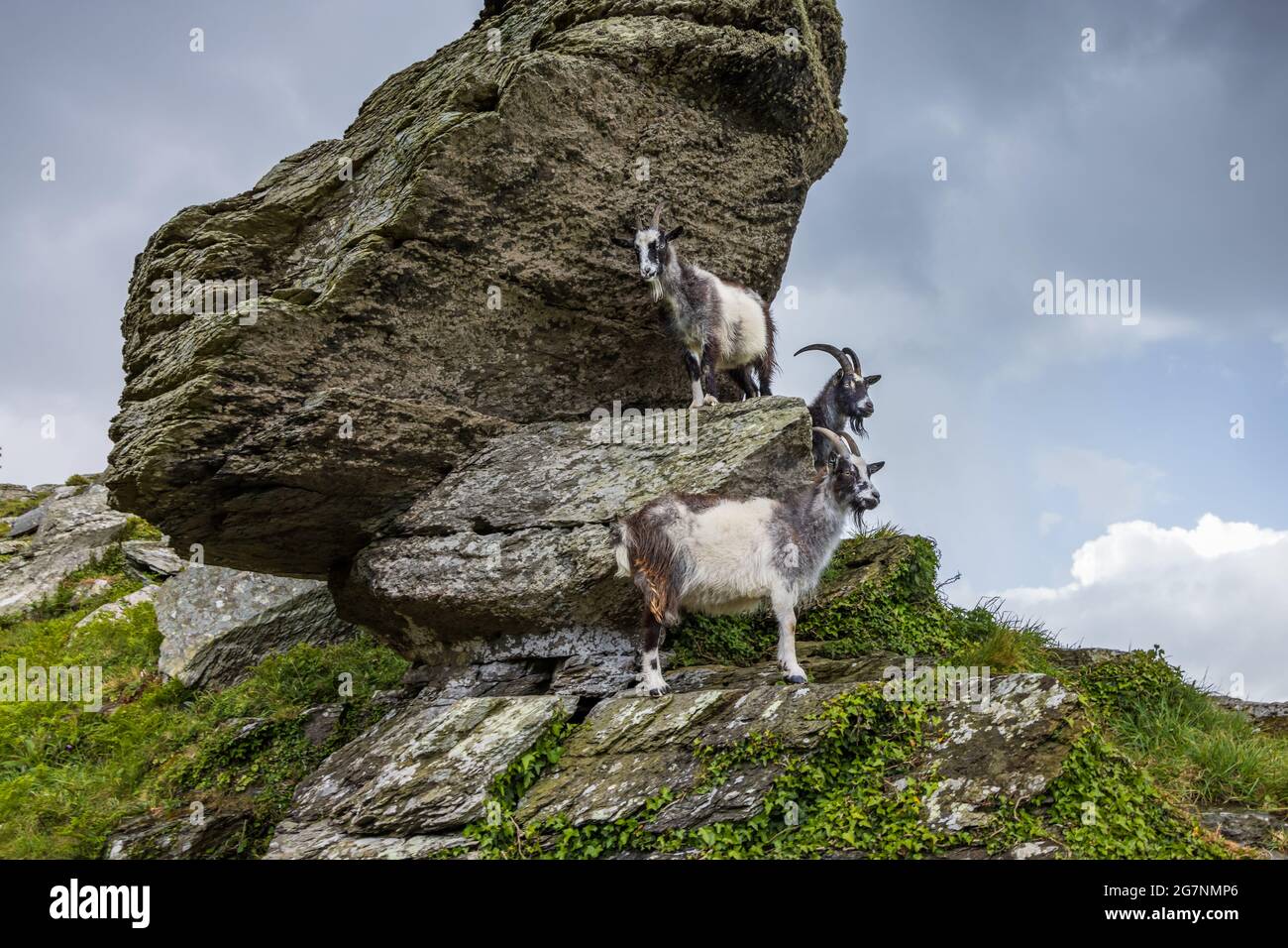 Wilde Wildziegen im Valley of Rocks bei Lynton im Exmoor National Park, North Devon. Stockfoto