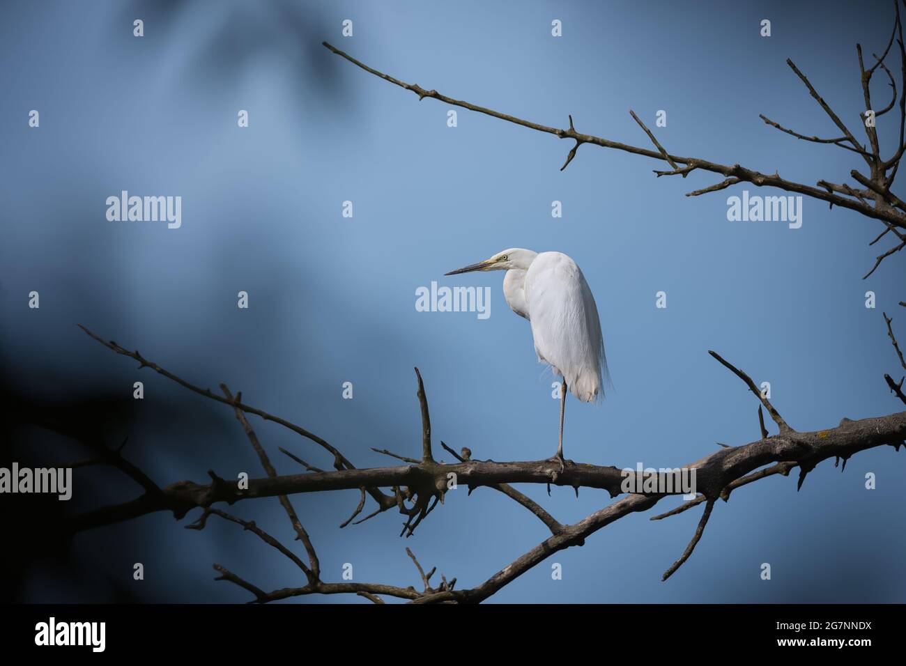 Einzelner weißer Reiher Vogel, der auf einem Baumzweig auf blauem Himmel sitzt Stockfoto