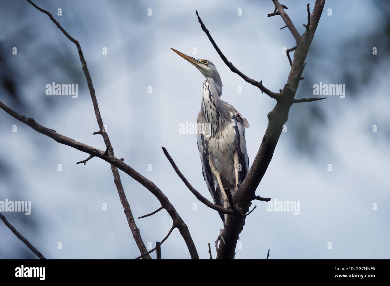 Grauer Reiher-Vogel, der auf einem Ast am blauen Himmel sitzt Stockfoto