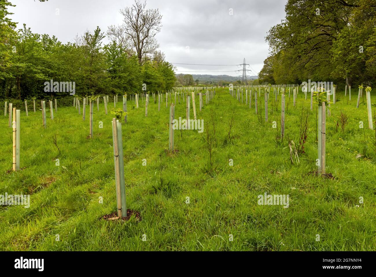 Neu gepflanzte Bäume auf einem Feld in der Nähe von Wimborne in Dorset. Stockfoto