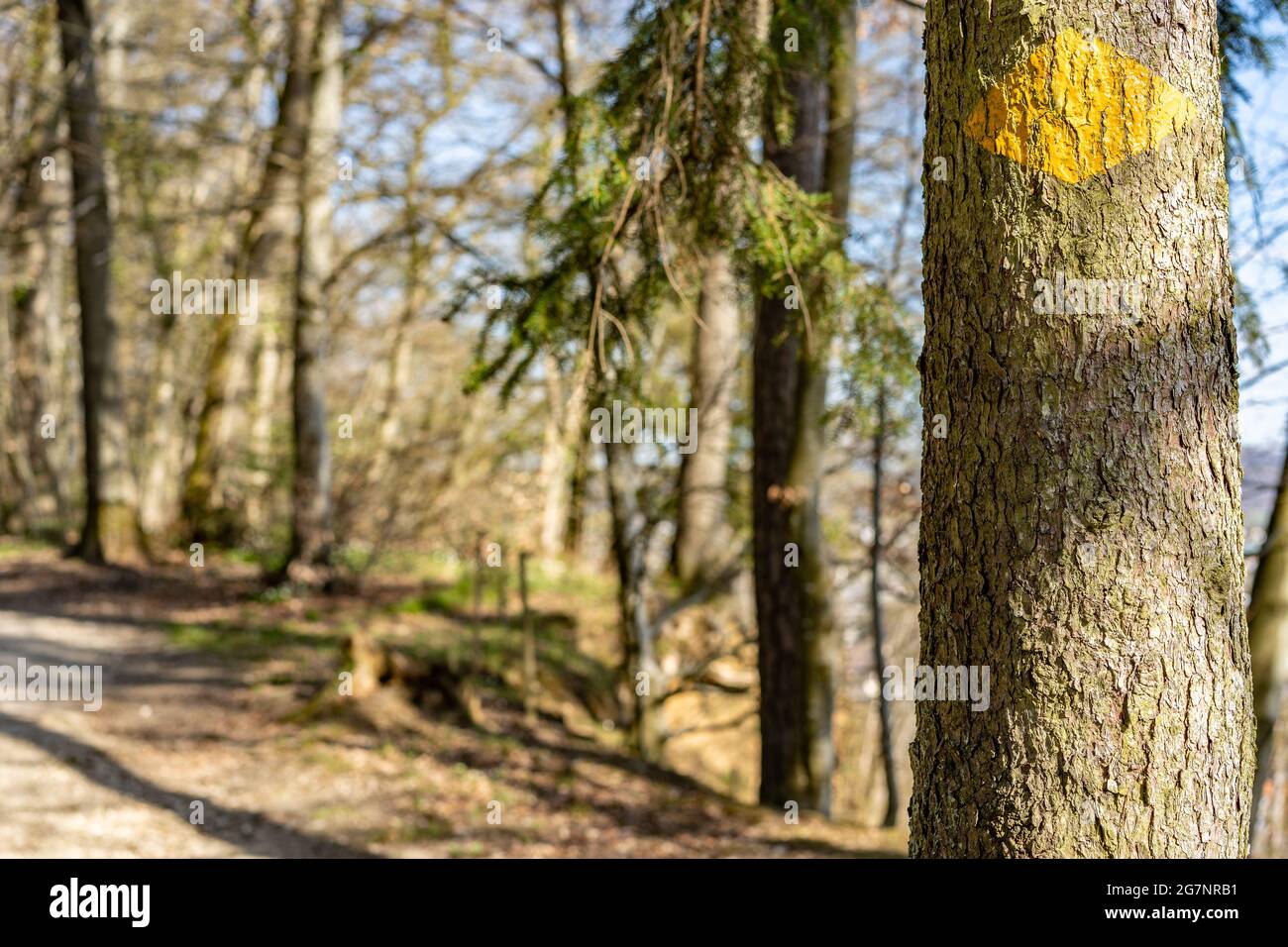 Bemalter gelber Wegweiser auf Baum in der Nähe des Weges im Wald. Stockfoto