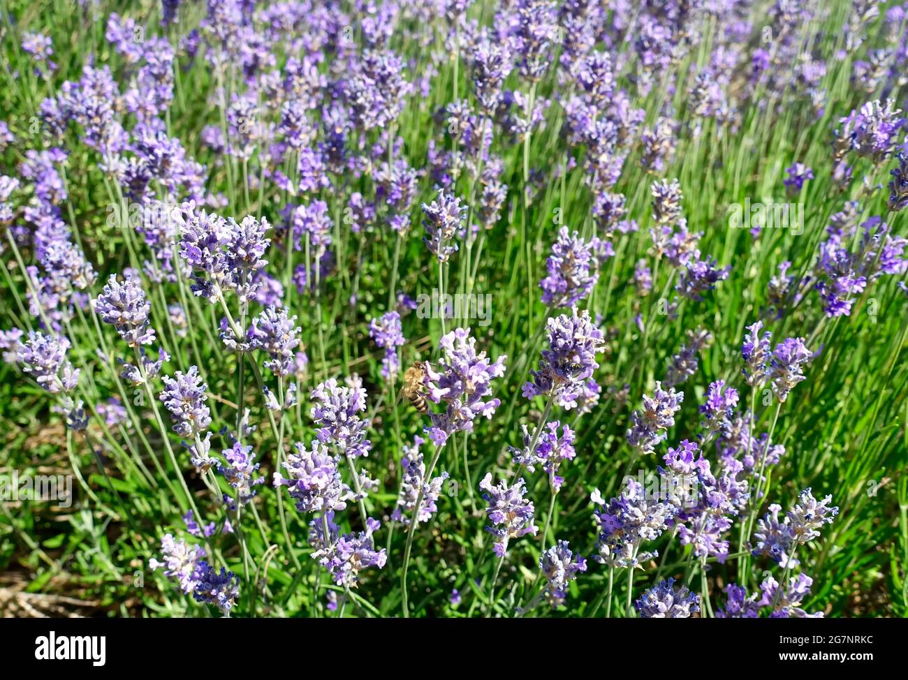 Lavendel, Garten in Berlin Stockfoto