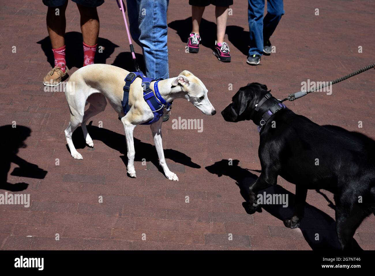 Zwei Hunde an der Leine grüßen und konfrontieren sich vorsichtig, während sie sich in einem öffentlichen Park in Santa Fe, New Mexico, treffen. Stockfoto