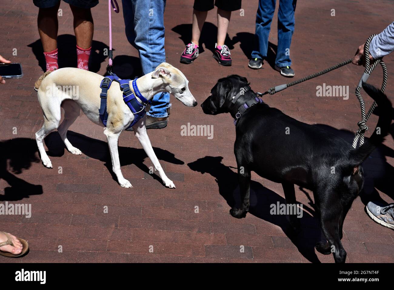 Zwei Hunde an der Leine grüßen und konfrontieren sich vorsichtig, während sie sich in einem öffentlichen Park in Santa Fe, New Mexico, treffen. Stockfoto