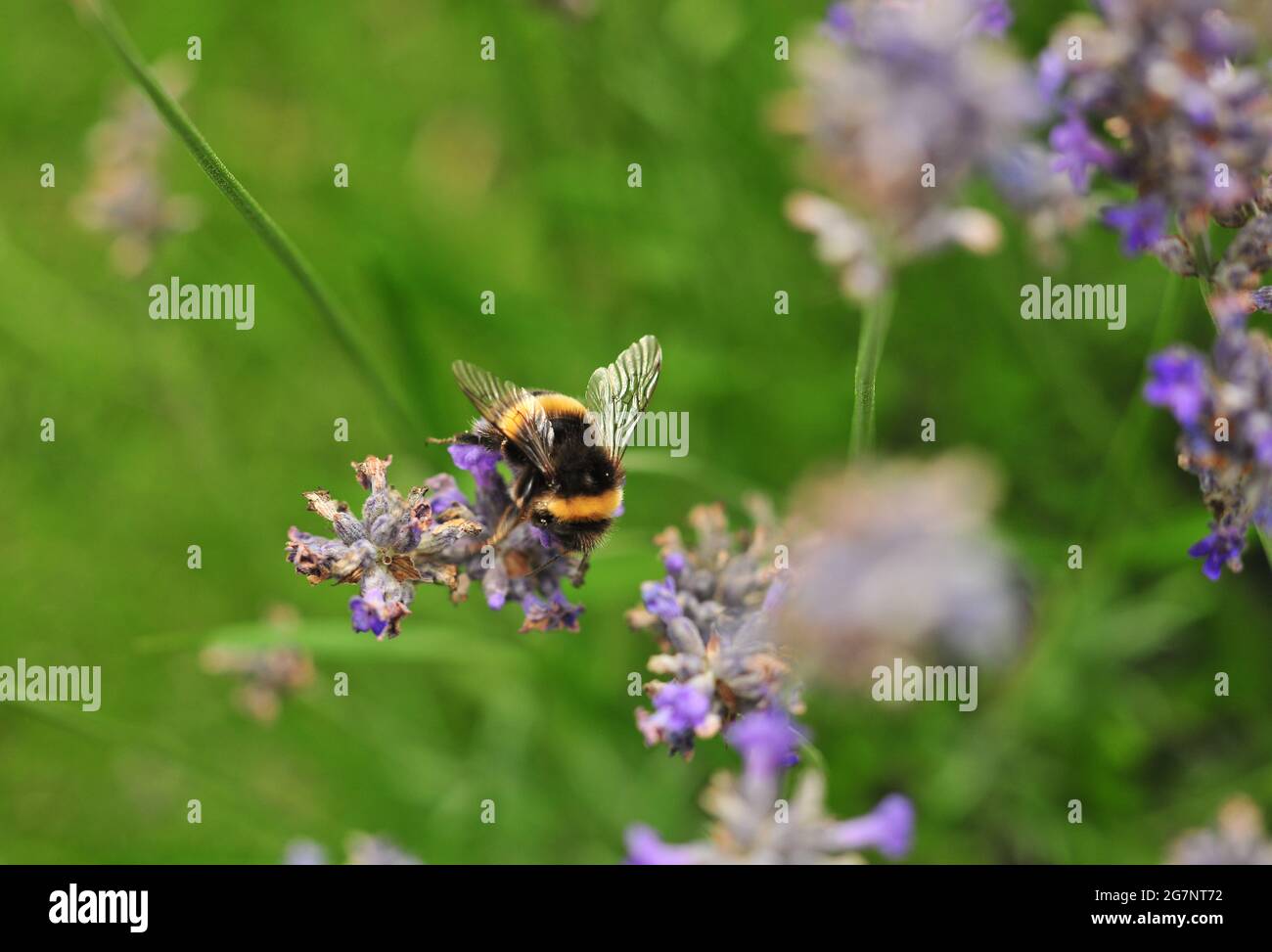 Eine Honigbiene sammelt Pollen aus einem Lavendelbusch in einem englischen Garten Stockfoto