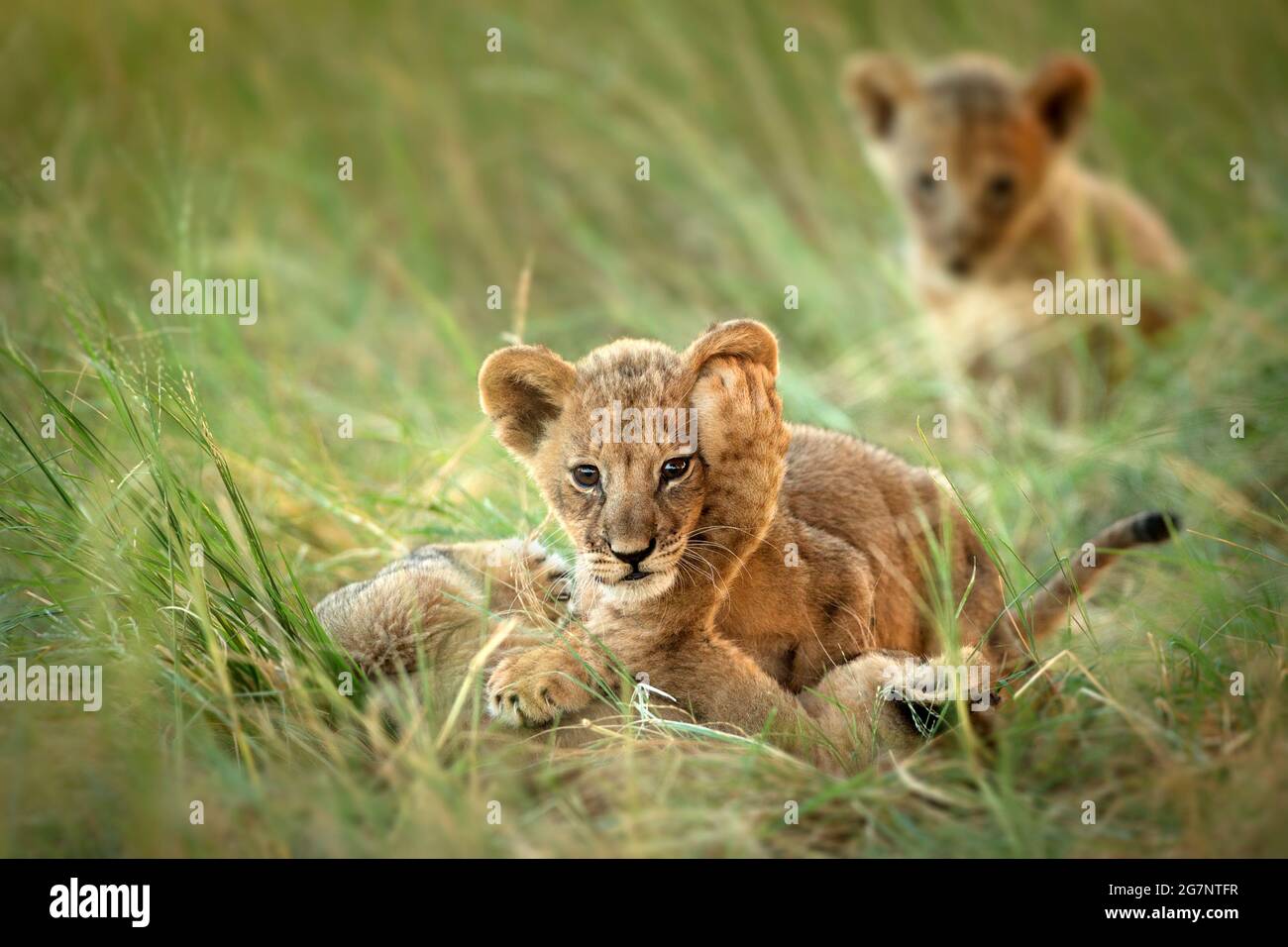 3 Löwenjungen spielen auf langem Gras im zentralen kalahari Game Reserve von Botswana Stockfoto