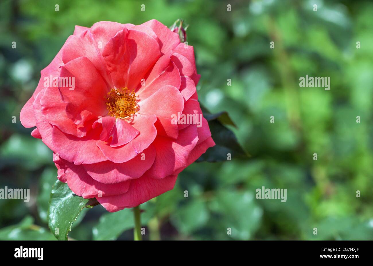Susie Lachs Stockfotos Und Bilder Kaufen Alamy