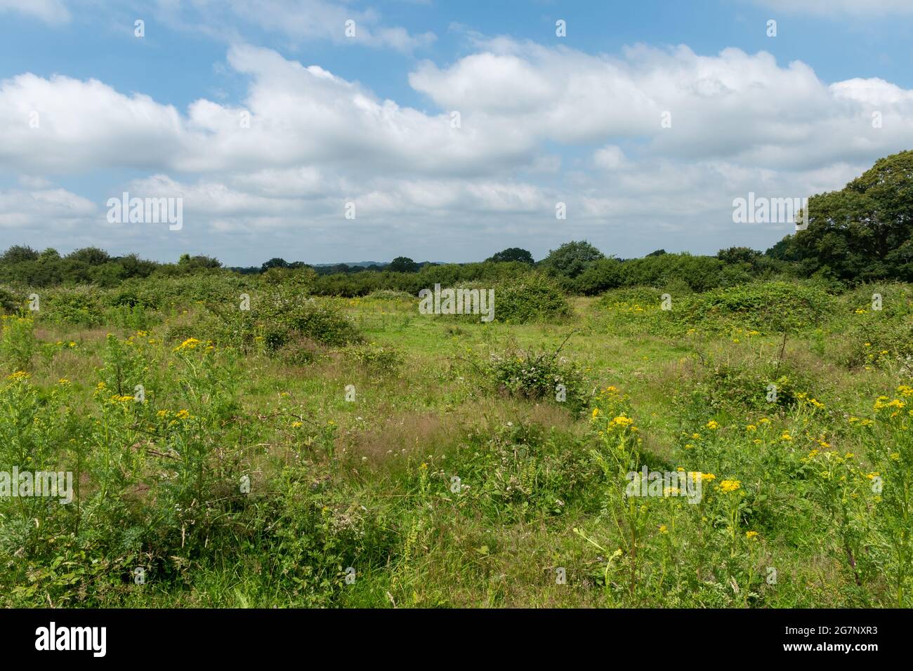 Blick auf die wilde Landschaft auf dem Knepp Estate Wildland, einem bahnbrechenden Gelände in West Sussex, England, im Sommer Stockfoto
