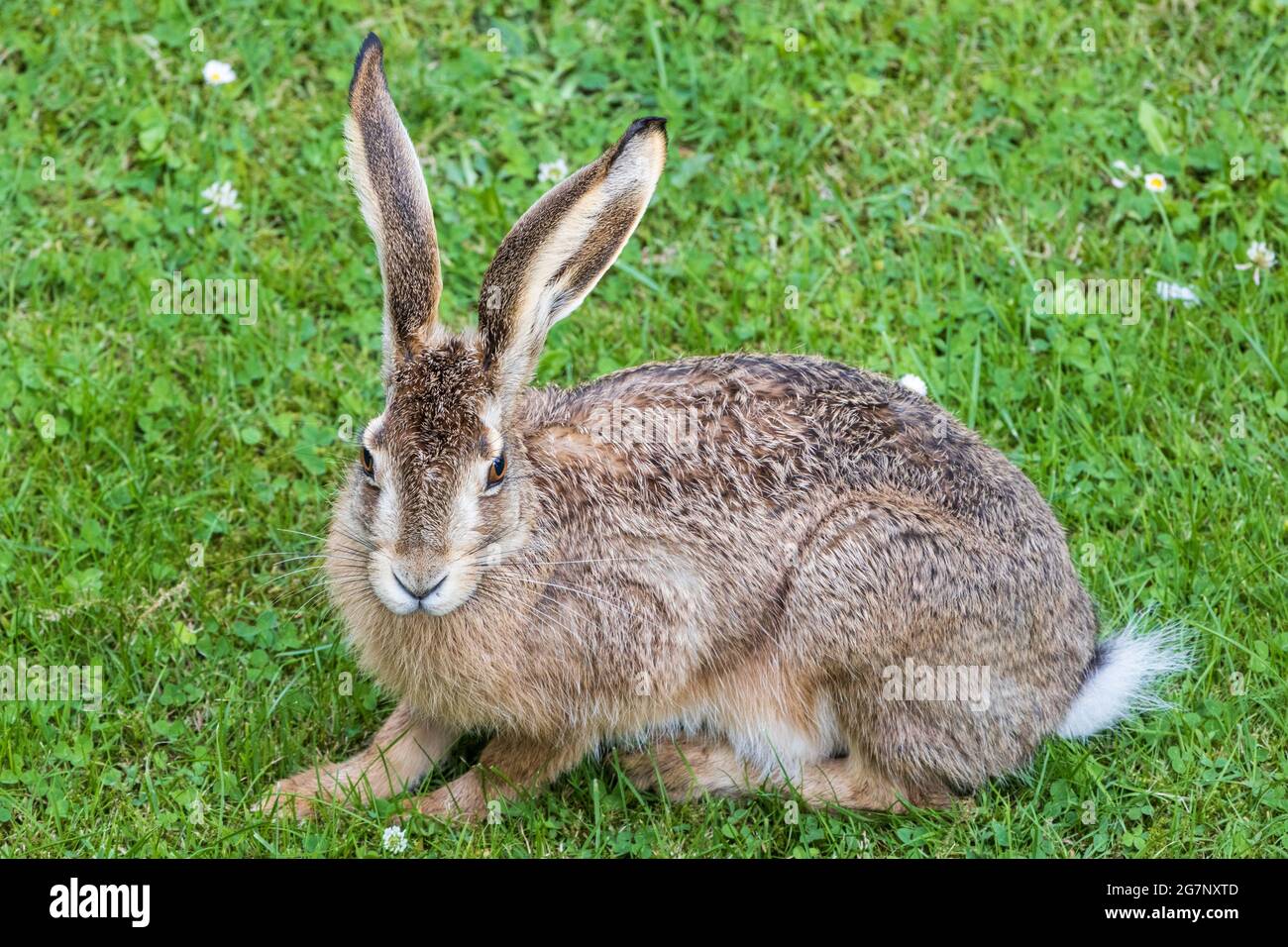 Europäischer Hase oder brauner Hase (Lepus europaeus), der sich auf einer Gartenwiese ausruht, Tierwelt, Deutschland, Europa Stockfoto