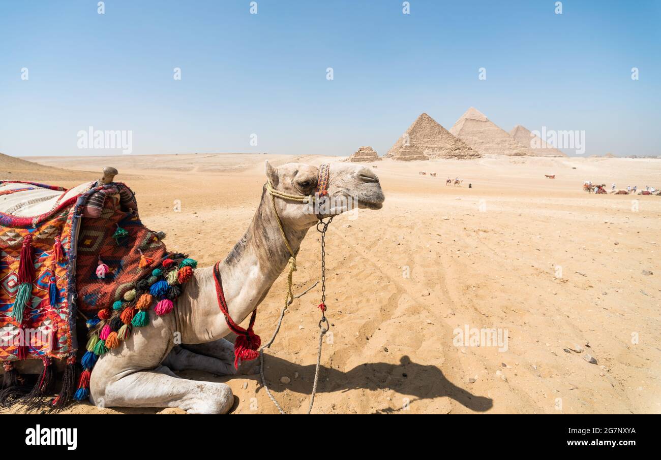 Porträt eines Kamelkopfes Nahaufnahme vor dem Hintergrund von Die Cheops-Pyramide in Gizeh Ägypten ohne Menschen Stockfoto