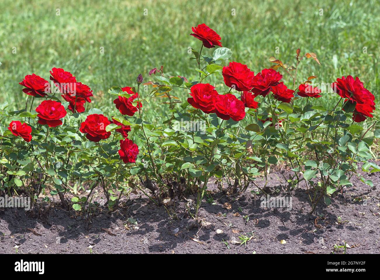 Verzweigte Triebe der Omage und Barbara stiegen dicht mit glänzendem Laub bedeckt und mit edlen roten Blüten gekrönt. Stockfoto