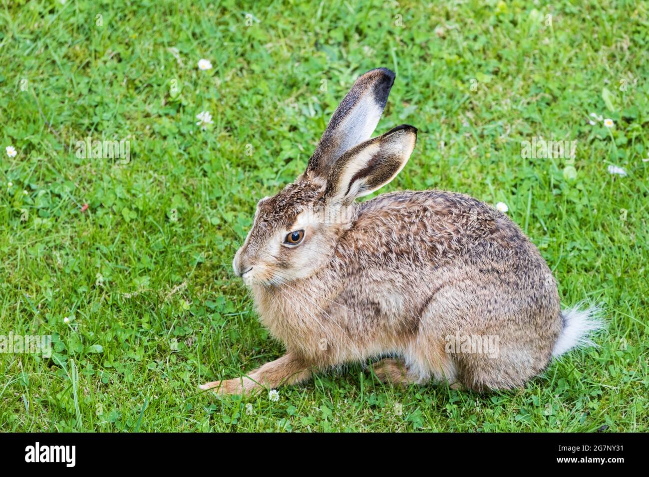 Europäischer Hase oder brauner Hase (Lepus europaeus), der sich auf einer Gartenwiese ausruht, Tierwelt, Deutschland, Europa Stockfoto