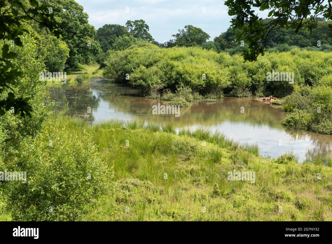 Blick von einer hölzernen Baumplattform in einer reifen Eiche über das Feuchtgebiet im Knepp Estate Wildland, einem aufkeimenden Standort in West Sussex, England, Großbritannien Stockfoto