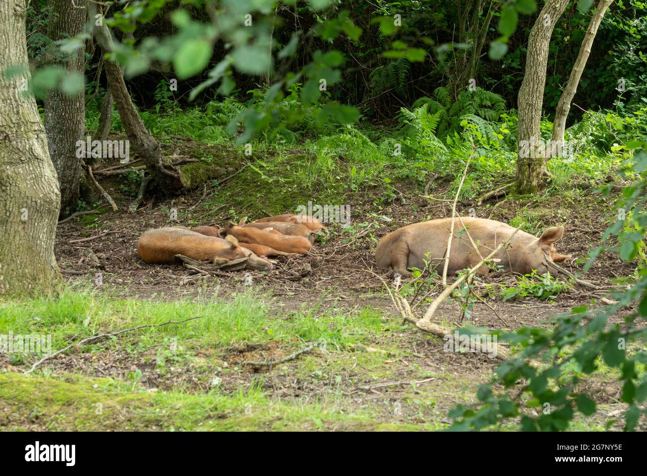 Tamworth Schwein Familie, Mutter Sau und Ferkel, schlafen im Wald während des Sommers auf dem Knepp Estate Wildland, einem aufwachsenden Standort in West Sussex, Großbritannien Stockfoto