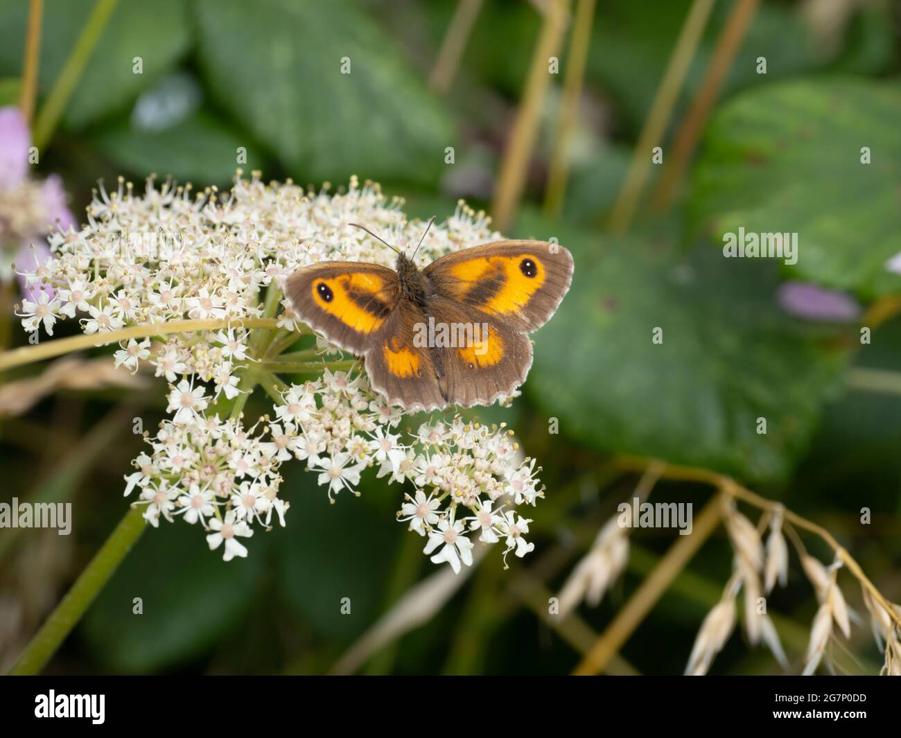 Ein männlicher Gatekeeper Butterfly, auch bekannt als Hedge Brown (Pyronia tithonus), ernährt sich von weißen Blüten. Stockfoto