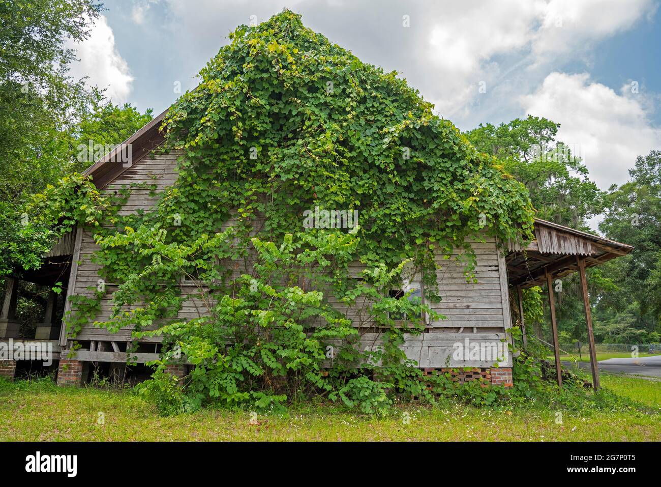 Weinreben verschlingen ein altes Holzhaus in Ft. White, Florida. Stockfoto