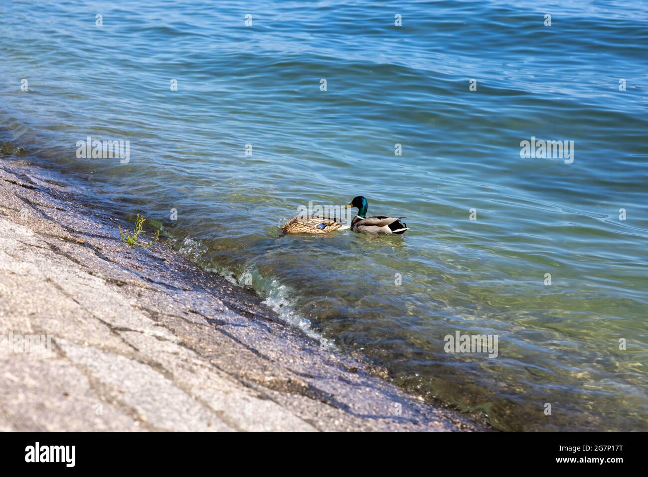 Hellblaues Meer mit zwei kleinen niedlichen Enten, die nahe am Ufer zu einem Ziegelsteinpflaster schwimmen Stockfoto