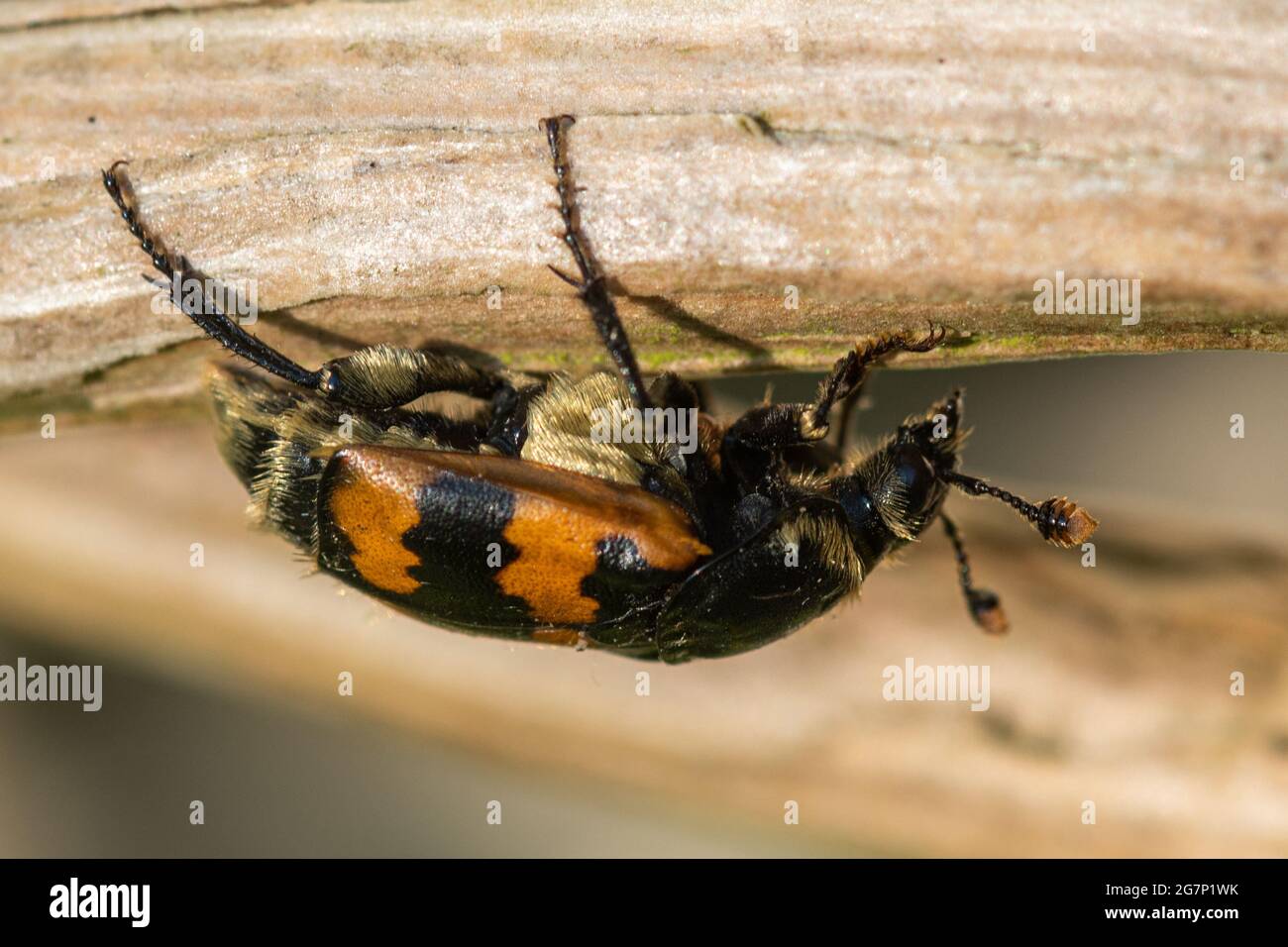 Gewöhnlicher Kügelkäfer (Nicrophorus vespilloides), eine leuchtend bunte Burying-Käferart, Großbritannien Stockfoto