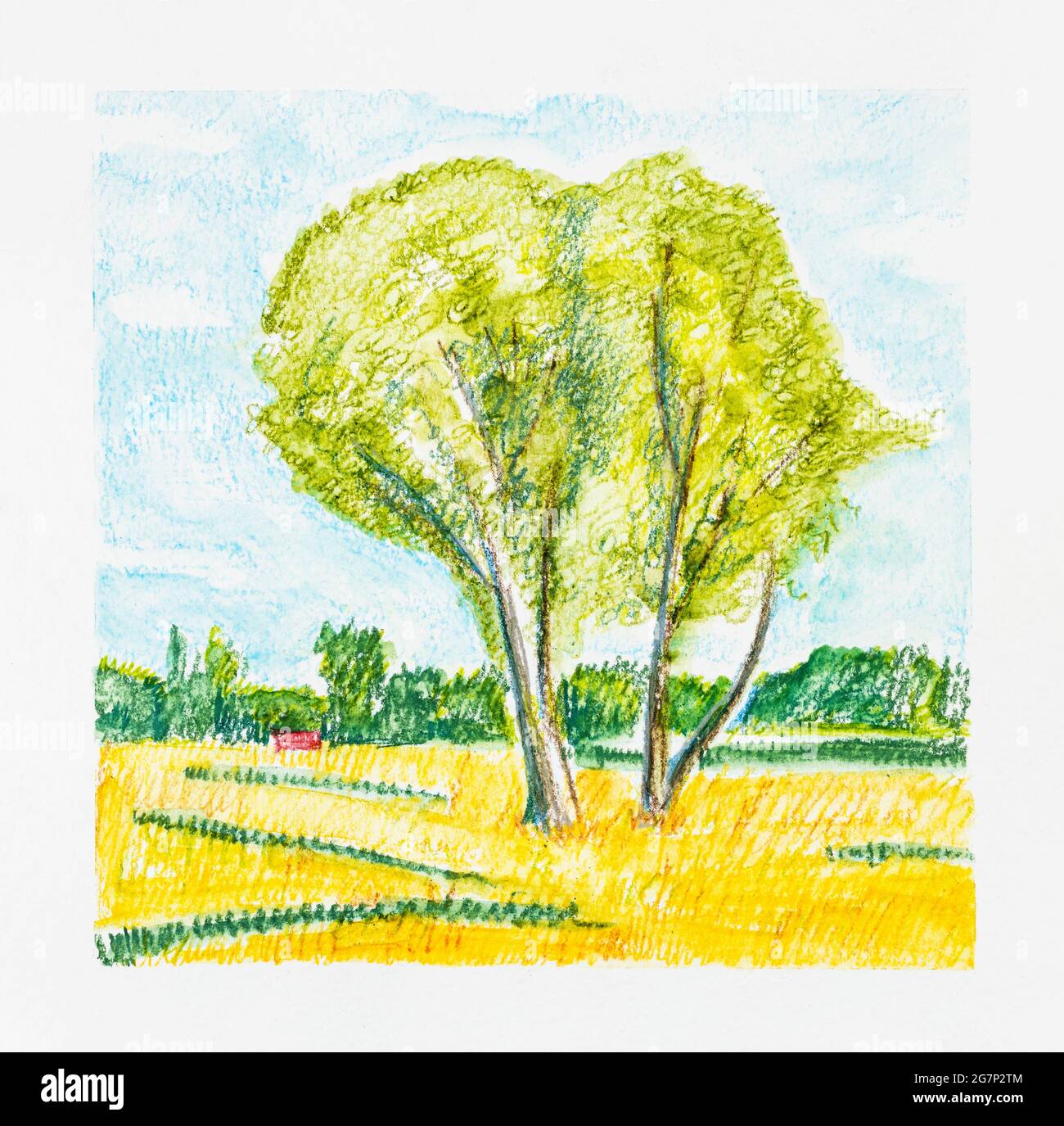 Skizze der Sommerlandschaft mit zwei Bäumen an sonnigen Tagen, handgezeichnet von Aquarellstiften auf weißem Strukturpapier Stockfoto