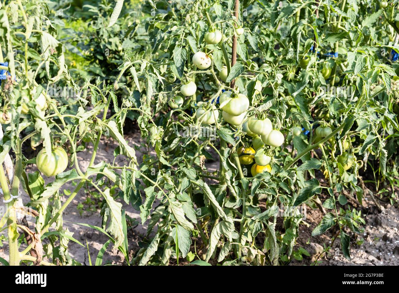 Tomatensträucher mit unreifen Früchten im heimischen Garten am sonnigen Sommertag Stockfoto