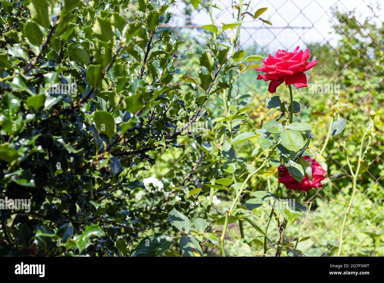 Nasse natürliche Rosenblüten in der Nähe des Maschendrahtzauens des Hausgartens in der Nähe des Sommertages nach Regen (Fokus auf den Vordergrund) Stockfoto