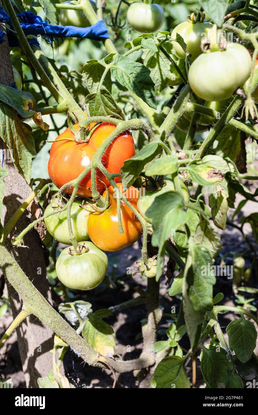 Reifende Früchte auf Tomatenbusch nahe am Holzpfahl im Hausgarten am sonnigen Sommertag Stockfoto