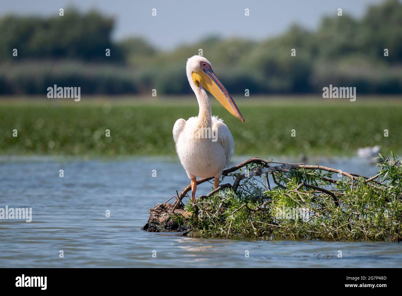 Weißer Pelikan im Donaudelta, Rumänien [Pelecanus onocrotalus] Stockfoto
