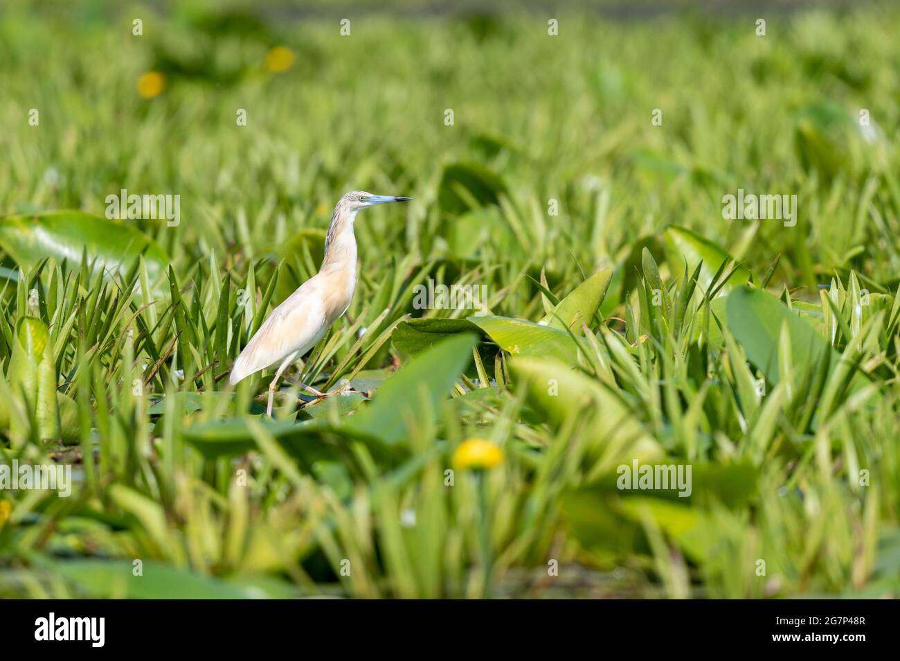 Raureiher im Donaudelta, Rumänien [Ardeola ralloides] Stockfoto