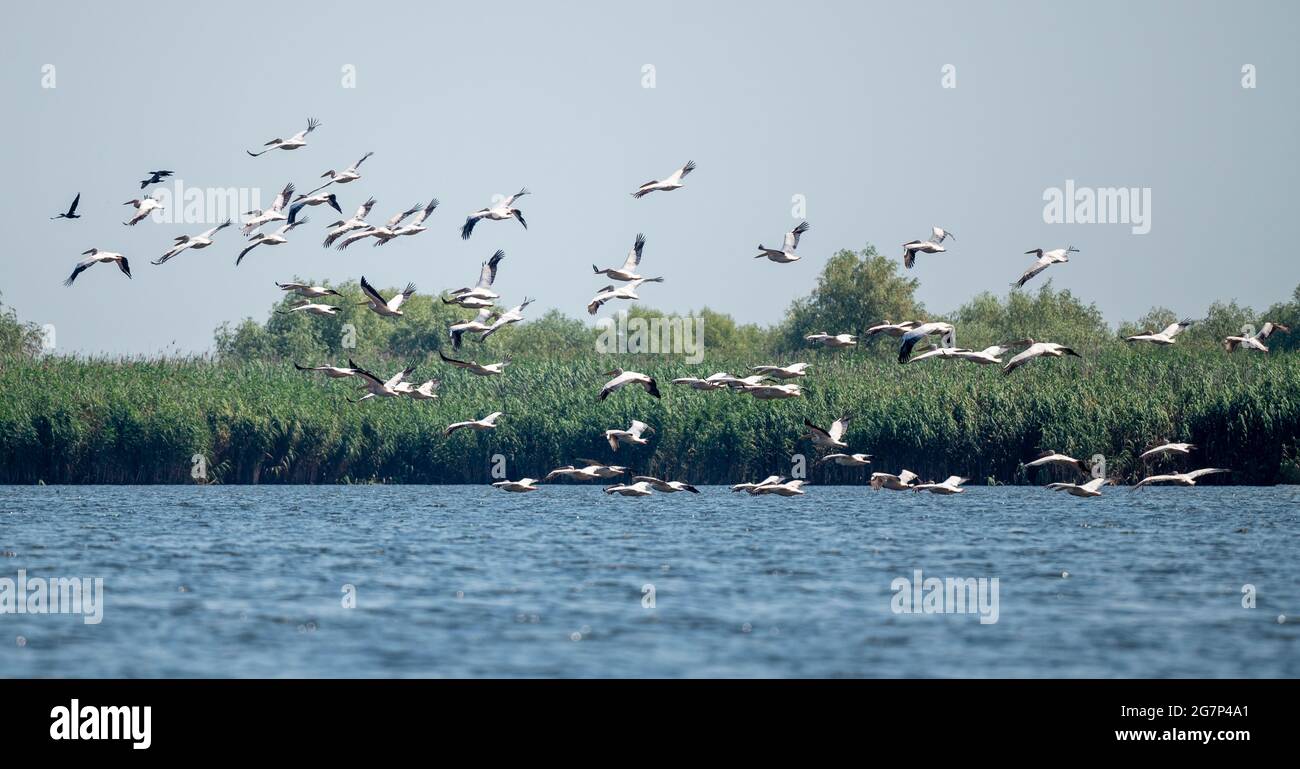 Gruppe der fliegenden Möwen, Donaudelta, Rumänien Stockfoto