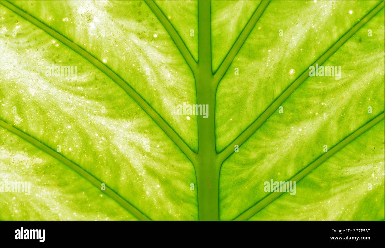 Nahaufnahme eines schönen Elefantenohrblatts. Stockfoto