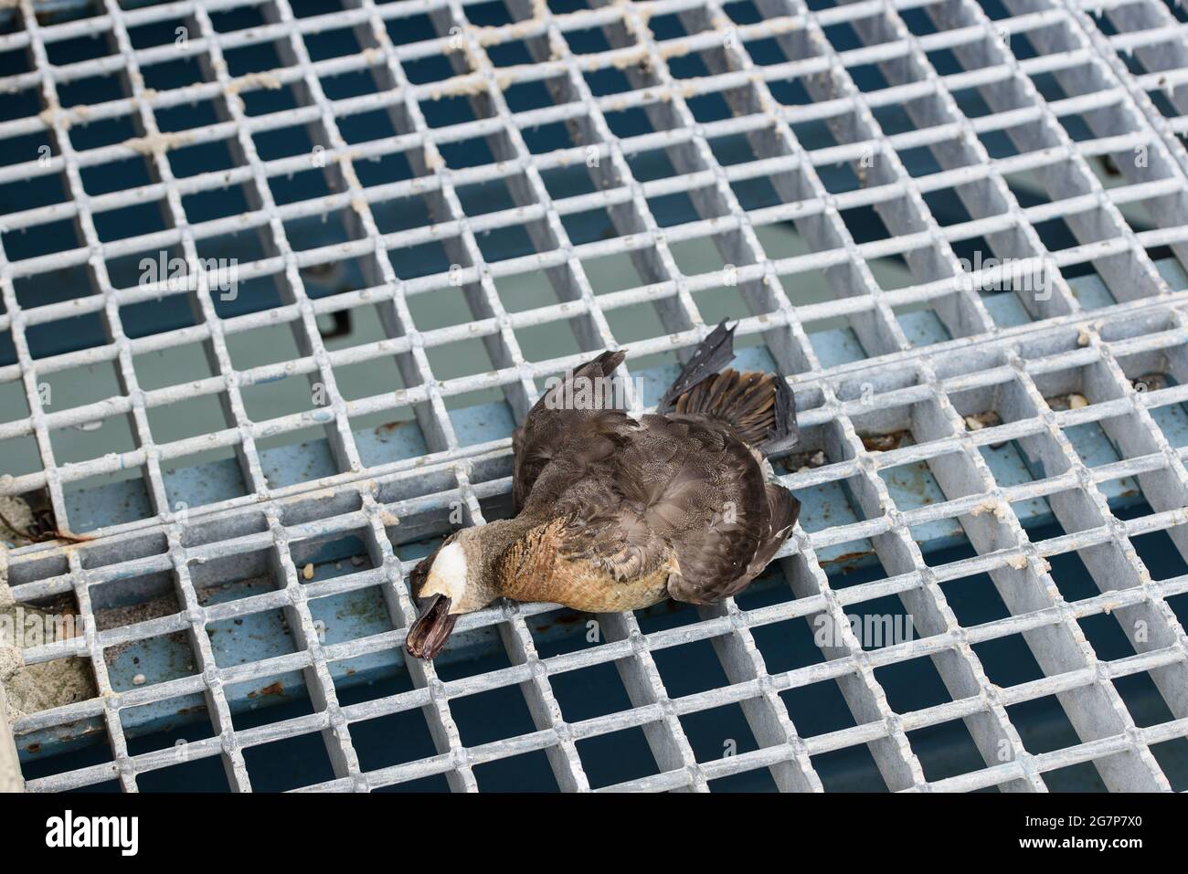 Ein toter Vogel, der auf dem Gitter einer Brücke liegt. Stockfoto