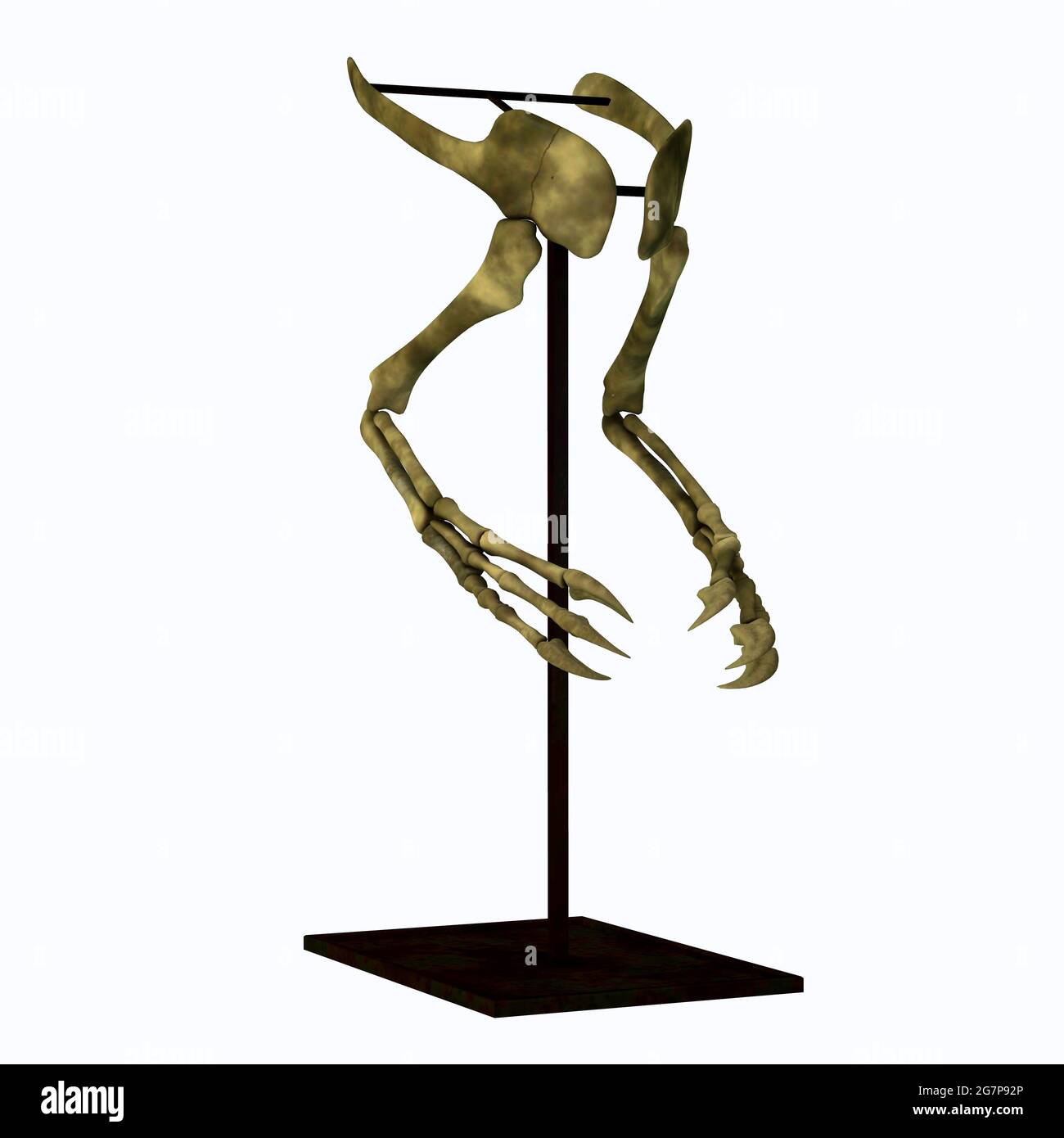 Deinocheirus Arm Bones - Deinocheirus war ein fleischfressender Theropod-Dinosaurier, der in der Kreidezeit in der Mongolei lebte. Stockfoto