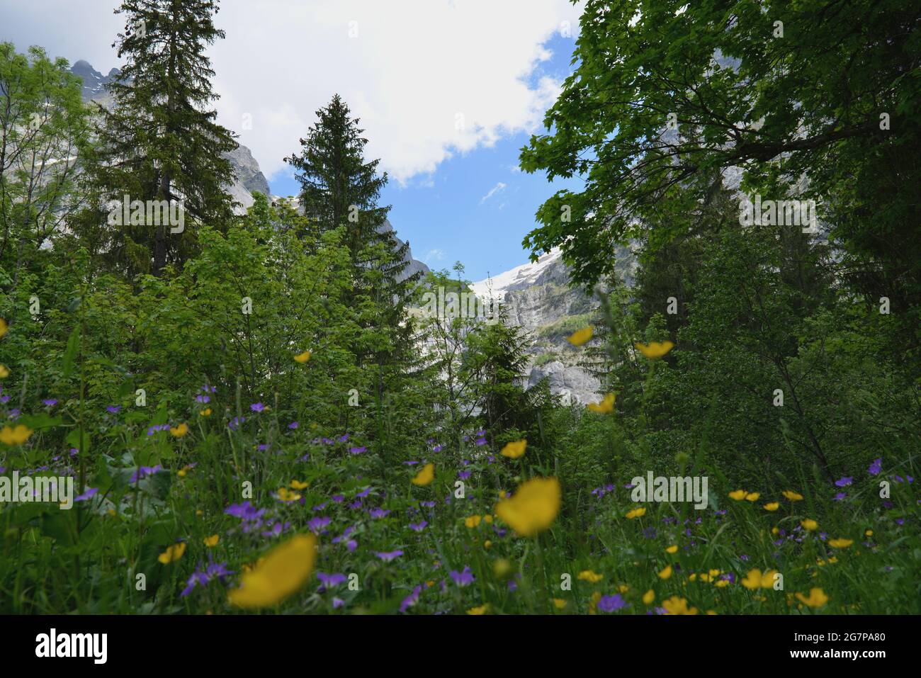 Wanderung zum Helischopf mit Blick auf die Berner Alpen entlang der schwarzen Lütschine Stockfoto