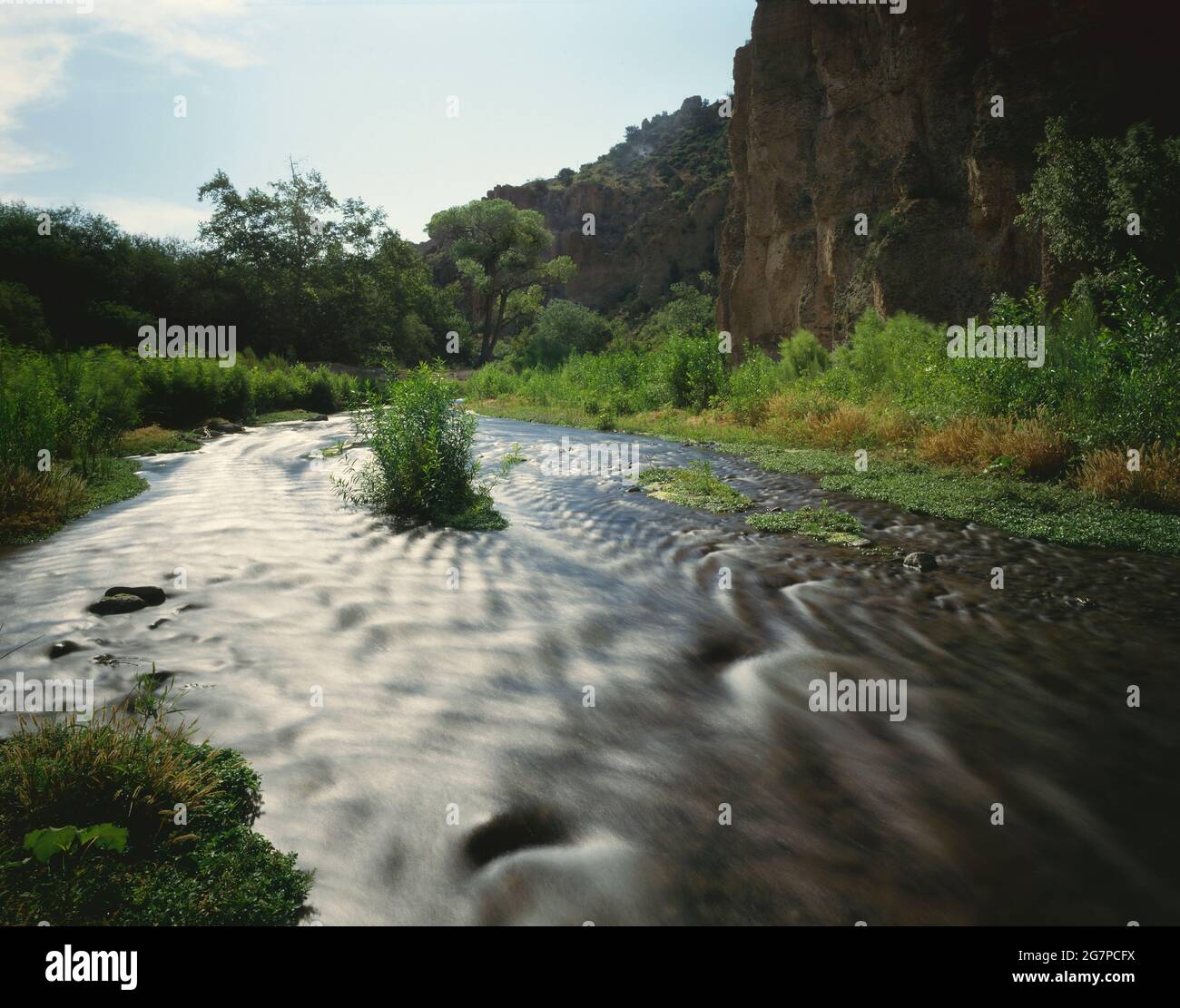 Arivaipa Creek Nature Preserve Graham County AZ / JUNI am frühen Morgen über Arivaipa Creek. Stockfoto