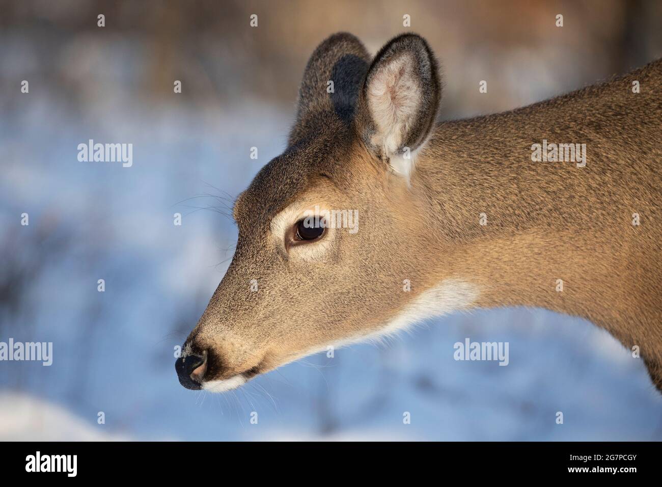 Weißschwanzhirsch-Hirsch-Porträt (Odocoileus virginianus) Stockfoto