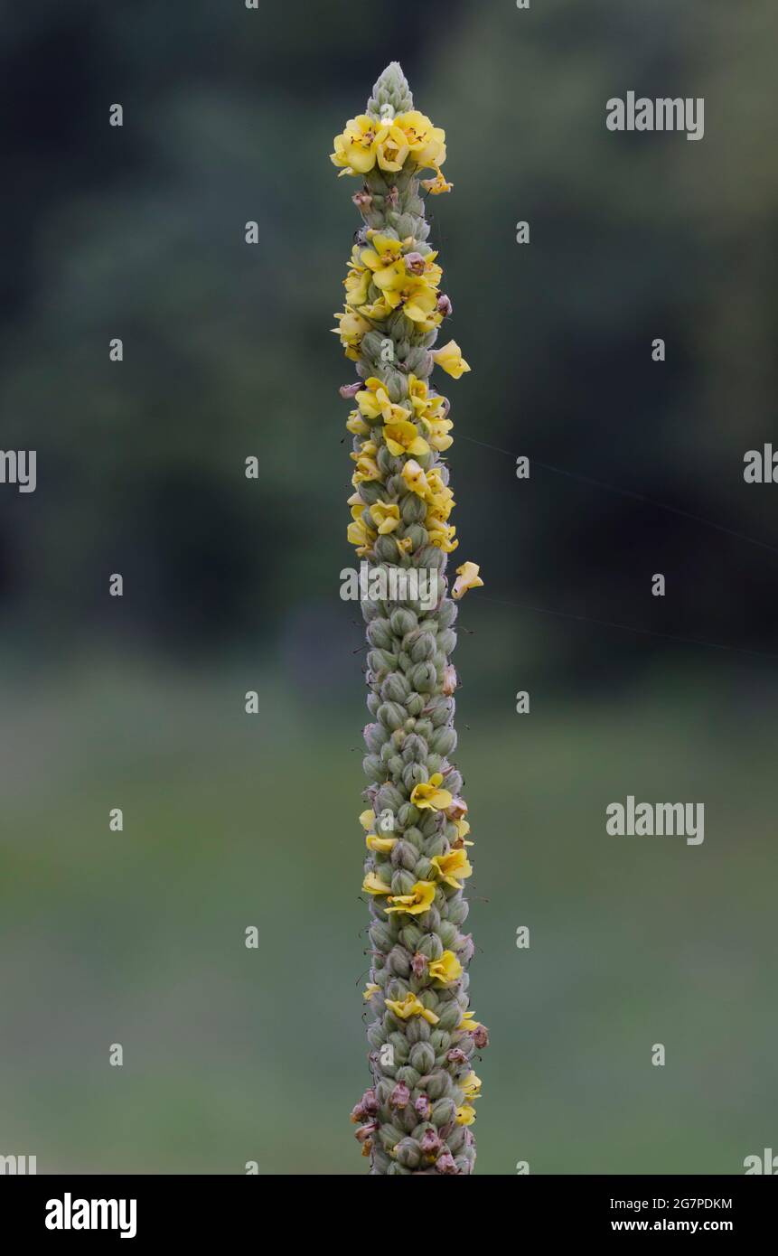 Gemeine Mullein, Verbascum thapsus Stockfoto