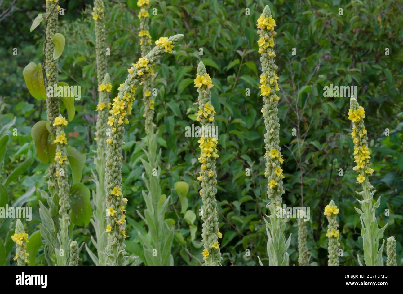 Gemeine Mullein, Verbascum thapsus Stockfoto