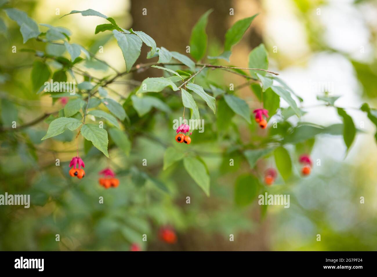 Euonymus, Wahoo, Spindelbaum. Wunderschöne giftige Pflanze. Strauch mit rosa Blüten und orangefarbenen Früchten mit schwarzen Samen. Selektiver Fokus. Stockfoto