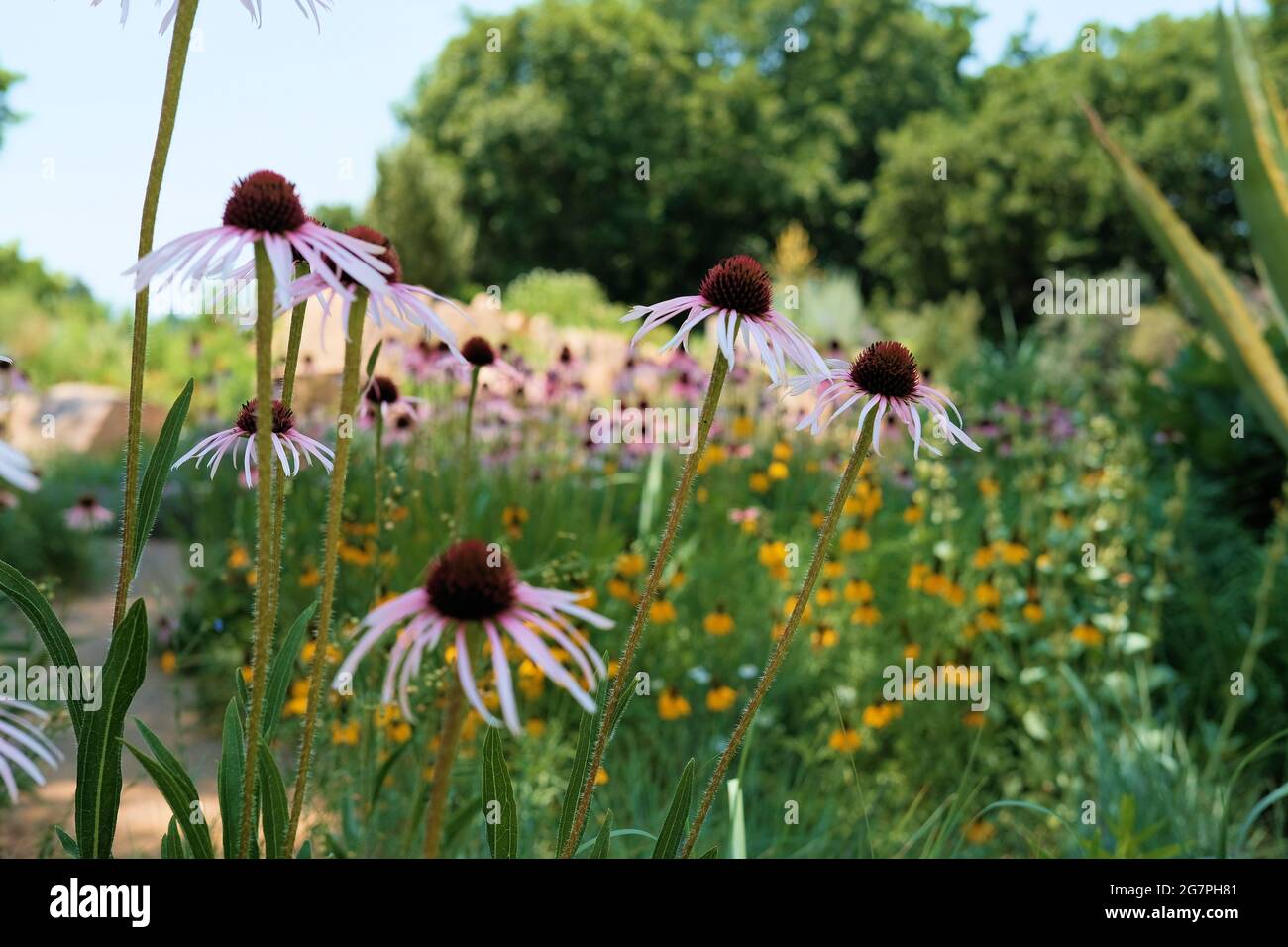 Echinacea purpurea Flowers, eine nordamerikanische Blütenpflanze aus der Familie der Sonnenblumen, wird für medizinische Zwecke in der traditionellen Medizin verwendet. Stockfoto