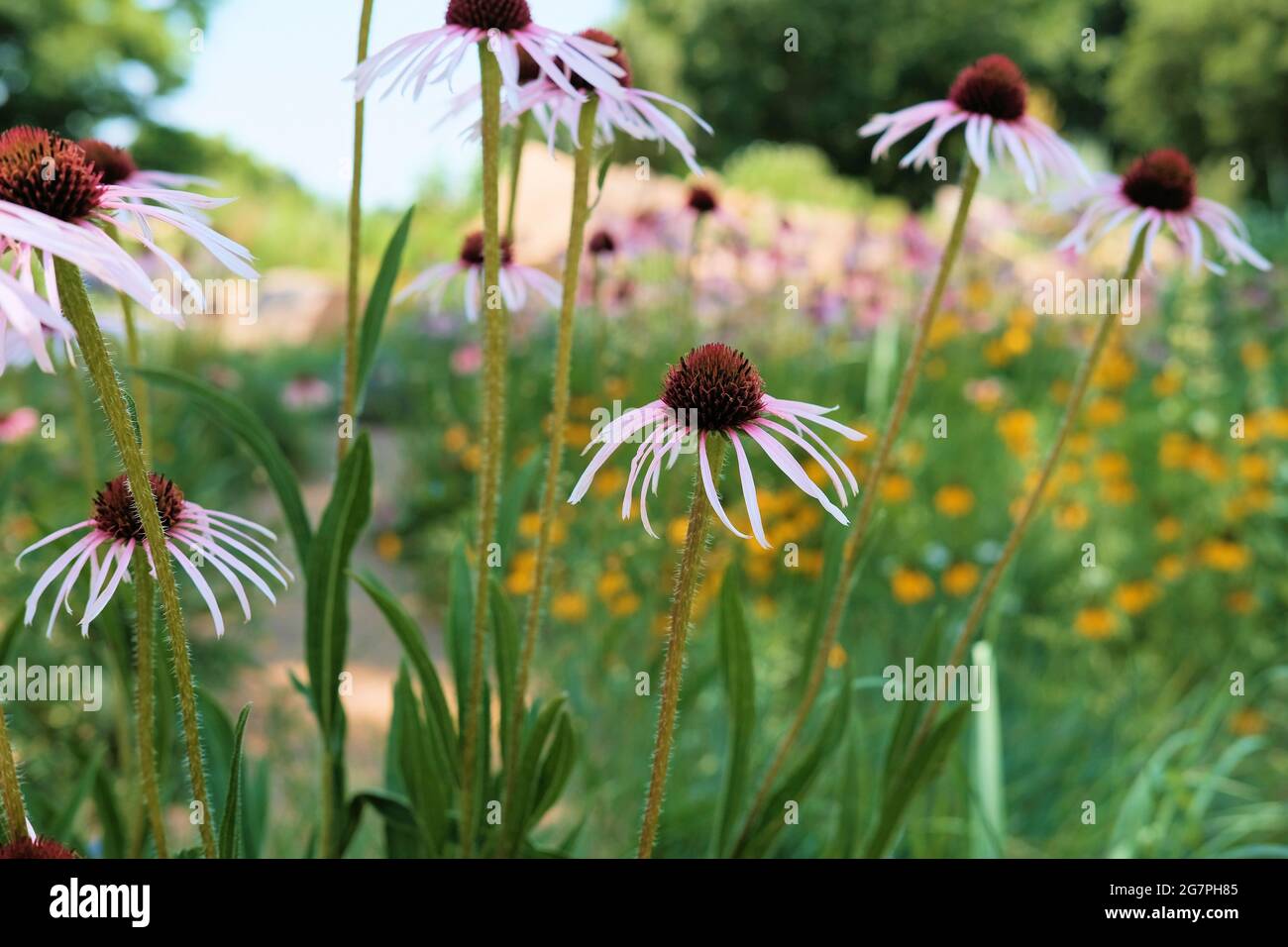Echinacea purpurea Flowers, eine nordamerikanische Blütenpflanze aus der Familie der Sonnenblumen, wird für medizinische Zwecke in der traditionellen Medizin verwendet. Stockfoto